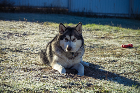 Alaskan Malamute playing on frozen groundの写真素材