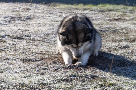 Alaskan Malamute playing on frozen groundの写真素材