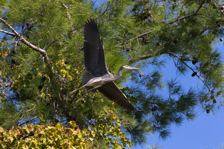 Great grey heron "Ardea cinerea" on a autumn landscape.の写真素材