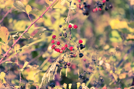 Fresh red and black blackberries on the bush. Selective focus. Toned.の写真素材