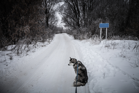 Dog breed alaskan malamute at walk on snowy road. Toned.の写真素材
