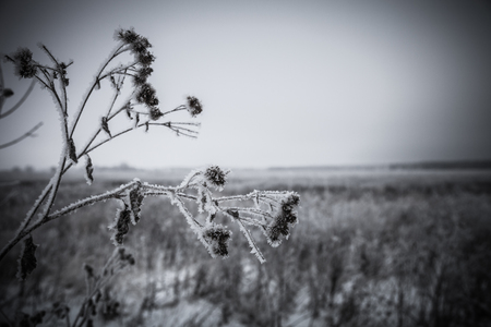 Frost on a grass. Russian provincial natural landscape in gloomy weather. Selective focus. Shallow depth of field. Toned.の写真素材
