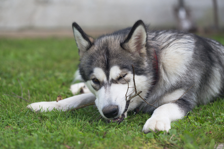 Dog breed alaskan malamute plays in a garden. Selective focus.の写真素材