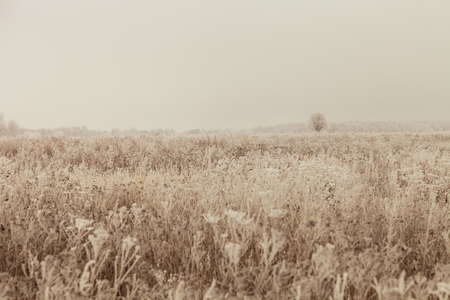 Frost on a grass. Russian provincial natural landscape in gloomy weather. Toned.の写真素材