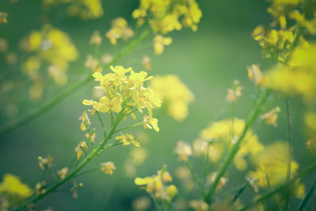 Soft-focus close-up of yellow flowers. Toned.の写真素材