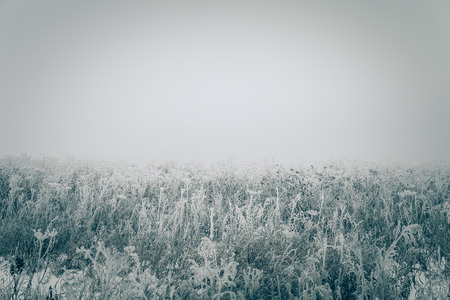Frost on a grass. Russian provincial natural landscape in gloomy weather. Toned.の写真素材