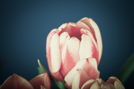 Bright tulips on the dark background. Toned.の写真素材