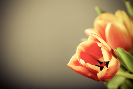 Bright tulips on the dark background. Toned.の写真素材