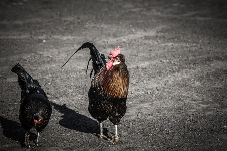 Poultry on a yellow autumn landscape of Iceland. Toned.