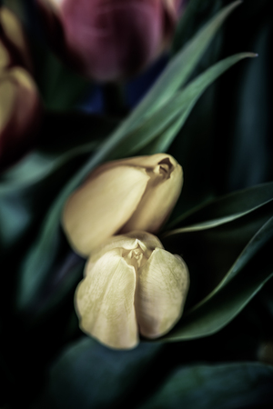 Bright tulips on the dark background. Toned.の写真素材