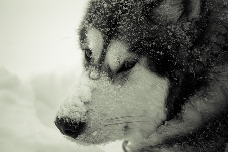 Dog breed Alaskan Malamute on a snow. Toned.