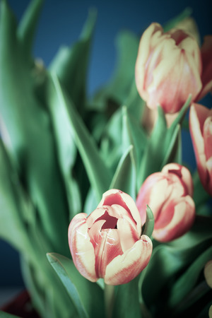 Bright tulips on the dark background. Toned.の写真素材