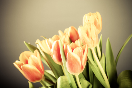 Bright tulips on the dark background. Toned.の写真素材