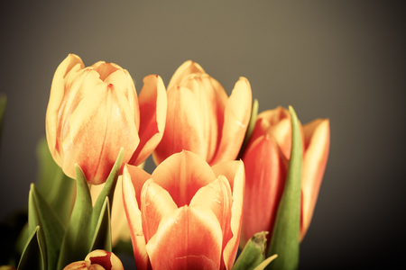 Bright tulips on the dark background. Toned.の写真素材
