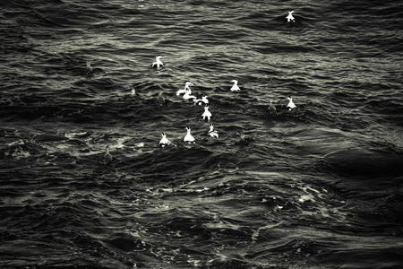 Common eider (Somateria mollissima)  - bird on surface the sea. Iceland. Selective focus. Toned.の写真素材