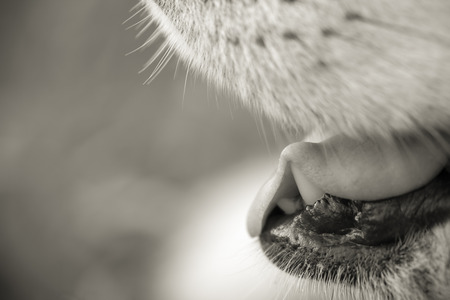 Alaskan Malamute breed dog close up. Selection focus. Shallow depth of field. Toned.