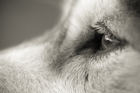Alaskan Malamute breed dog close up. Selection focus. Shallow depth of field. Toned.の写真素材