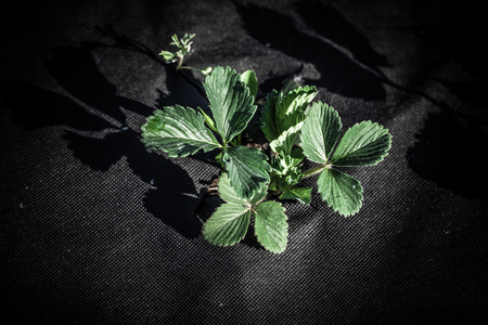 Strawberries grows in the garden in the garden. First spring harvest. Selection focus. Shallow depth of field. Toned.の写真素材
