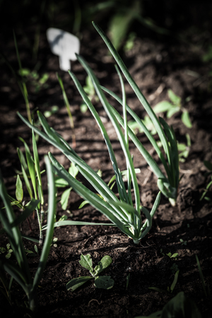 Onion grows in the garden in the garden. First spring harvest. Selection focus. Shallow depth of field. Toned.の写真素材