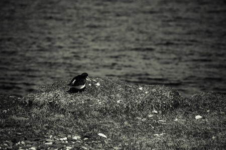Oystercatcher (Haematopus ostralegus) - bird in the grass by the sea. Iceland. Selective focus. Toned.の写真素材
