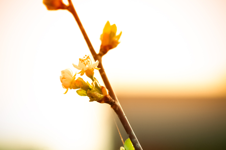 Small new leaves on an cherry tree branchの写真素材