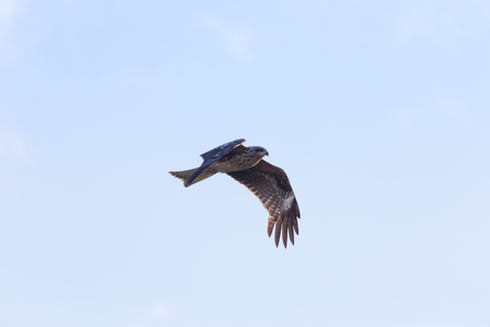 Large bird of prey in flight. Black kite (Milvus migrans).の写真素材