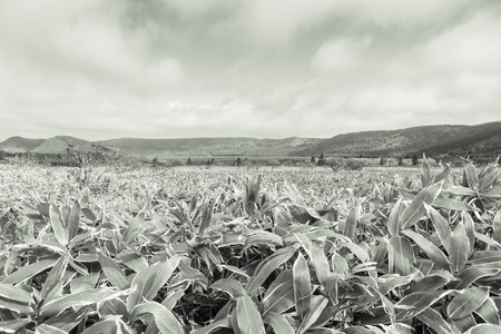 Beautiful deserted landscape of Kunashir island. Toned.の写真素材