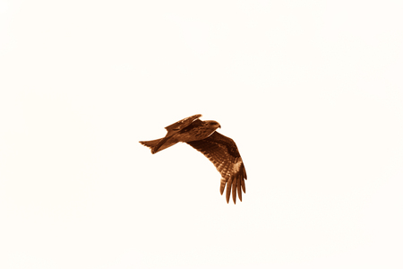 Large bird of prey in flight. Black kite (Milvus migrans). Toned.の写真素材