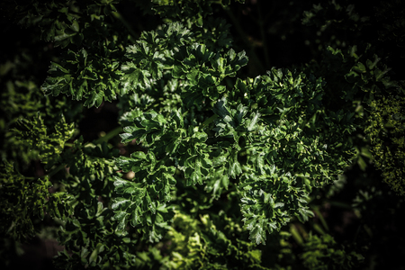 Parsley grows in the garden in the garden. First spring harvest. Selection focus. Shallow depth of field. Toned.の写真素材