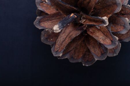 One pine cone on a monochrome background.の写真素材