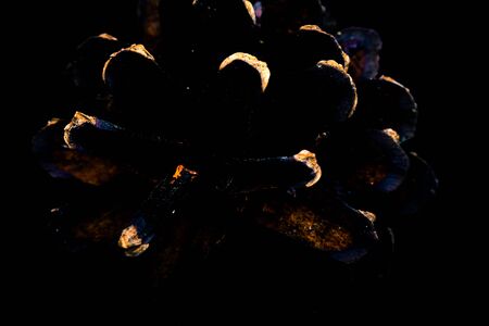 One pine cone on a monochrome background. Toned.の写真素材
