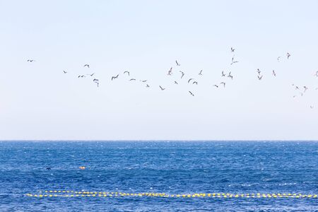 Flock of birds in flight over the ocean.の写真素材