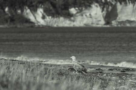 Large predatory bird on the shore of the Pacific Ocean. White-tailed eagle (Haliaeetus albicilla). Toned.の写真素材
