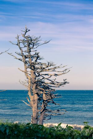 Dried Trees on the Pacific Coast Kunashir Island. Toned.