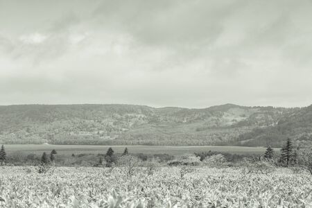 Beautiful deserted landscape of Kunashir island. Toned.の写真素材