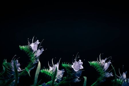 Summer wildflowers on a dark background. Selective focus. Shallow depth of field. Toned.