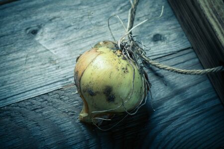 Fresh onion in a burned rustic texture box for background. Rough weathered wooden board. Toned.の写真素材