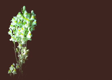 Summer wildflowers on a dark background. Selective focus. Shallow depth of field. Toned.の写真素材