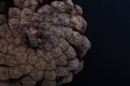 One pine cone on a monochrome background.