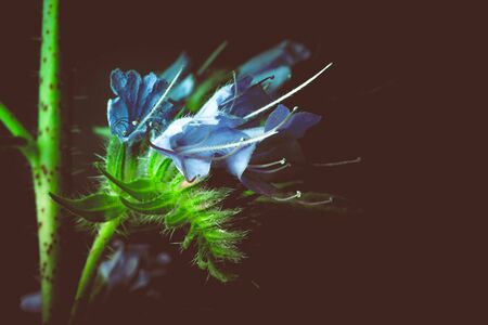 Summer wildflowers on a dark background. Selective focus. Shallow depth of field. Toned.の写真素材