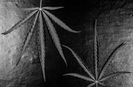 Green cannabis leaf on a dark background. Toned.の写真素材