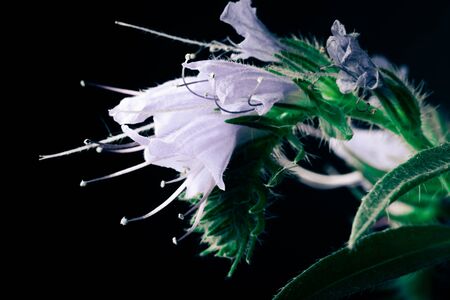 Summer wildflowers on a dark background. Selective focus. Shallow depth of field. Toned.