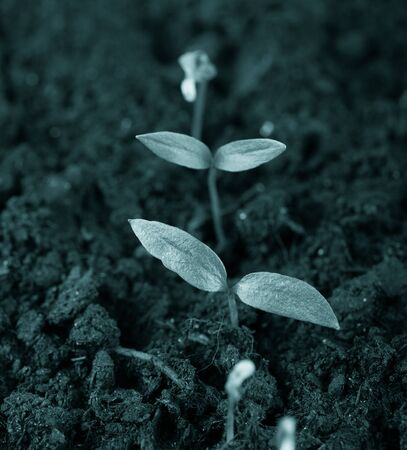 The seedling grows in the ground and prepares for transplanting to open ground. Selective focus. Toned.の写真素材