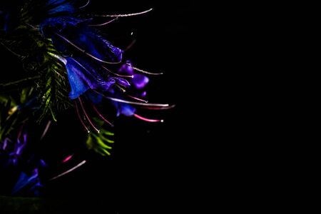 Summer wildflowers on a dark background. Selective focus. Shallow depth of field. Toned.の写真素材