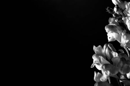 Summer wildflowers on a dark background. Selective focus. Shallow depth of field. Toned.の写真素材