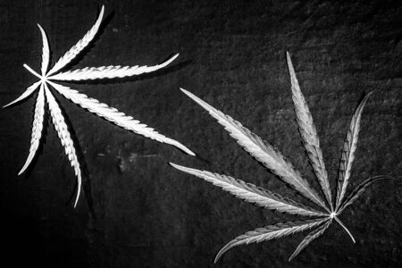 Green cannabis leaf on a dark background. Toned.の写真素材