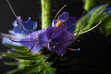 Summer wildflowers on a dark background. Selective focus. Shallow depth of field.