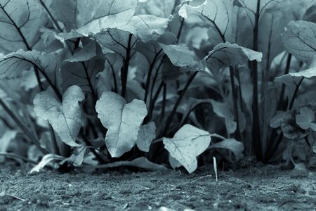 Rich harvest in a summer garden. Selective focus. Toned.