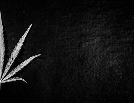 Green cannabis leaf on a dark background. Toned.