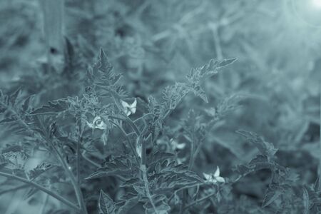 Rich harvest in a summer garden. Selective focus. Toned.の写真素材